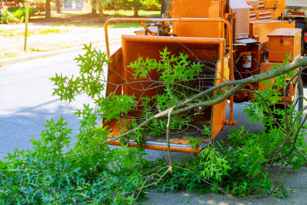 Best Fruit Tree Pruning  in USA